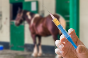 Veterinarian Faces 20-Year Prison Sentence in Federal Horse Racing Doping Case