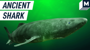 Ancient Greenland shark found off the coast of Belize