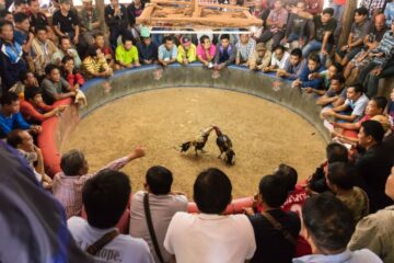 Cockfighting Continues to Be a Multibillion-Dollar Business Despite Efforts of Activists and Law Enforcement