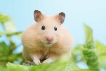 Crypto Traders Are Betting Up to $500 on Hamster Races
